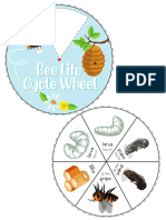 Bee Life Cycle Wheel