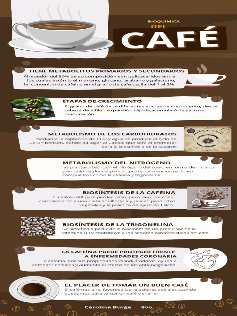 Infografía Sobre Propiedades Del Café Ilustrado Marrón | PDF