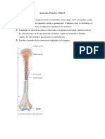 Anatomía Funcional. Práctico 2 Mód 5.