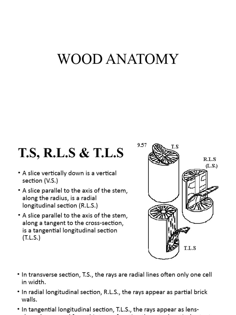 Wood Anatomy | PDF | Wood | Plant Stem