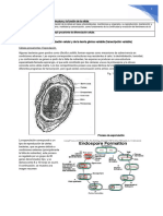 Esporulacion