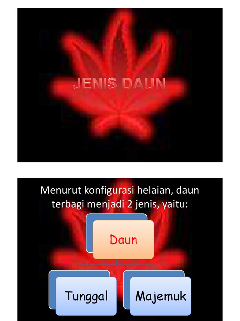 daun majemuk daun majemuk