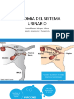 Sistema Urinario