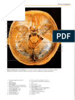 imagensneuroanatomicas