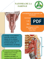 Anatomia de Faringe