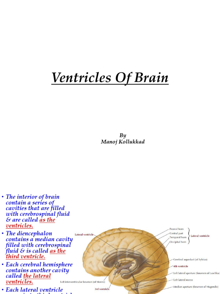 Ventricles of Brain | PDF | Brain | Organ (Anatomy)