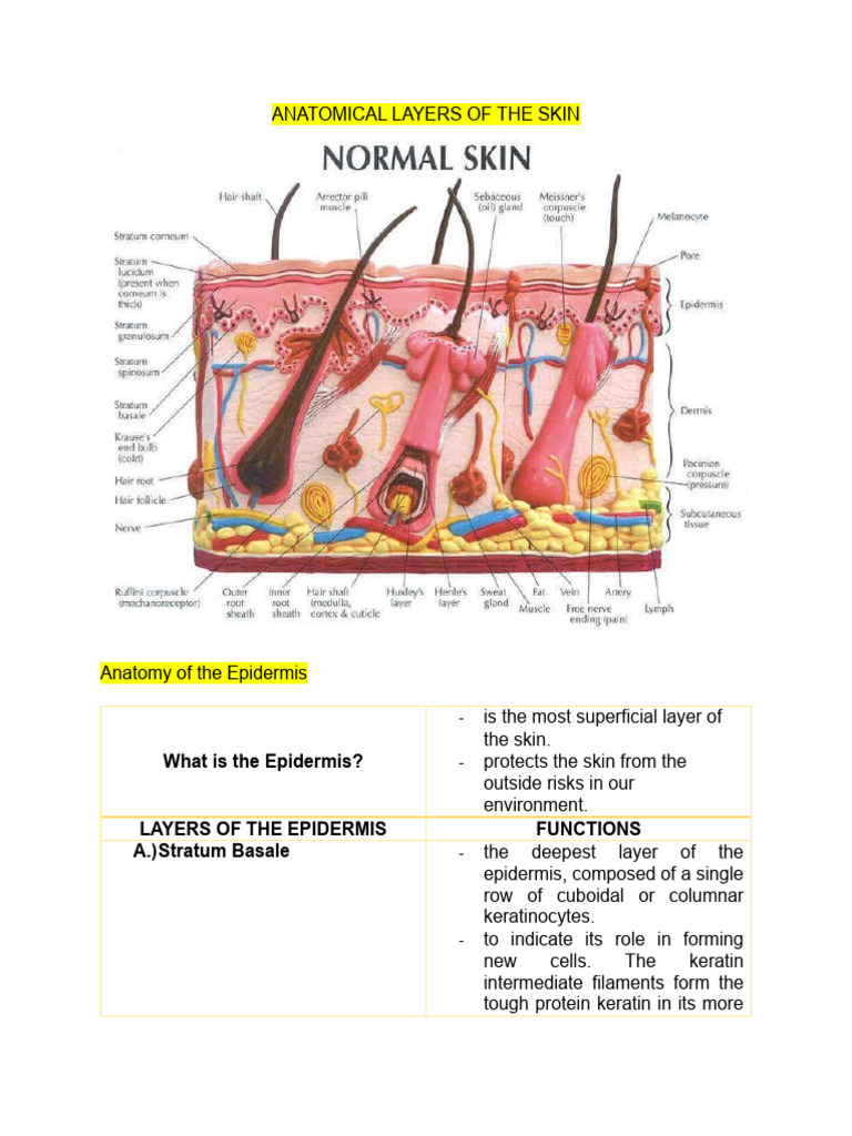 Layers of Skin Anatomy Explained | PDF | Epidermis | Skin
