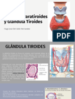 Glandulas Tiroides y Paratiroides