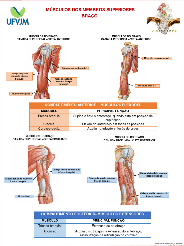Musculos Dos Membros Superiores 1 | PDF | Membros (anatomia) | Sistema ...
