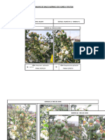 Ensayo de Raleo de Flores y Frutos en El Cultivo de Arandano