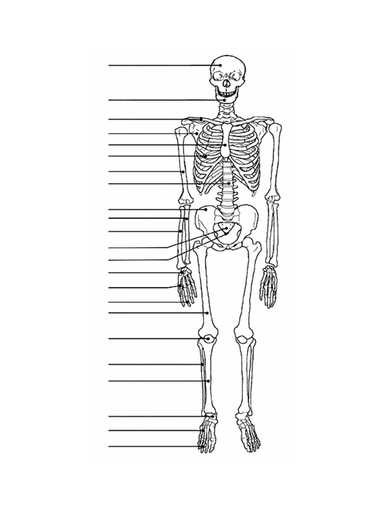 Skeleton Blank | PDF