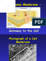 Plasma Membrane