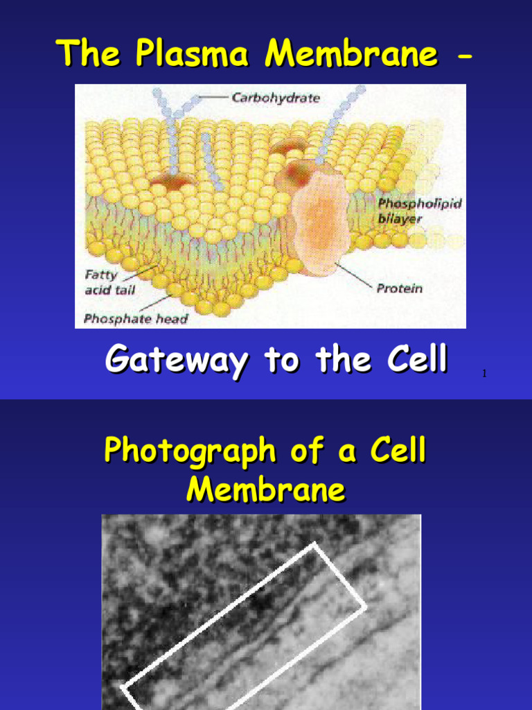 Plasma Membrane Pdf Cell Membrane Osmosis