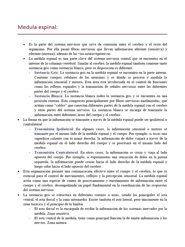 Medula Espinal Pdf Cerebro Médula Espinal