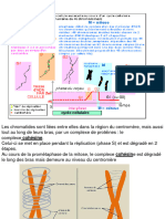 Mitose14 15