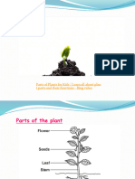 Plants Structure3