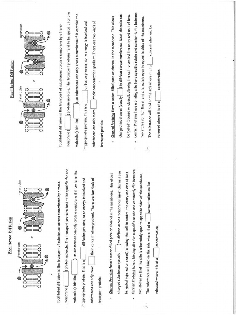 Facilitated Diffusion Worksheet - Fill in The Gaps | PDF