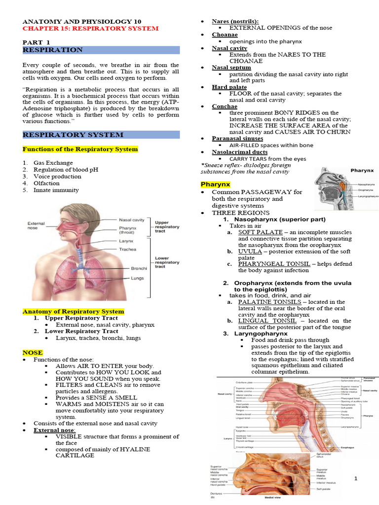 Anaphy-Respiratory Handout | PDF | Lung | Respiratory Tract
