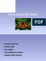 Cycle Life of Butterfly