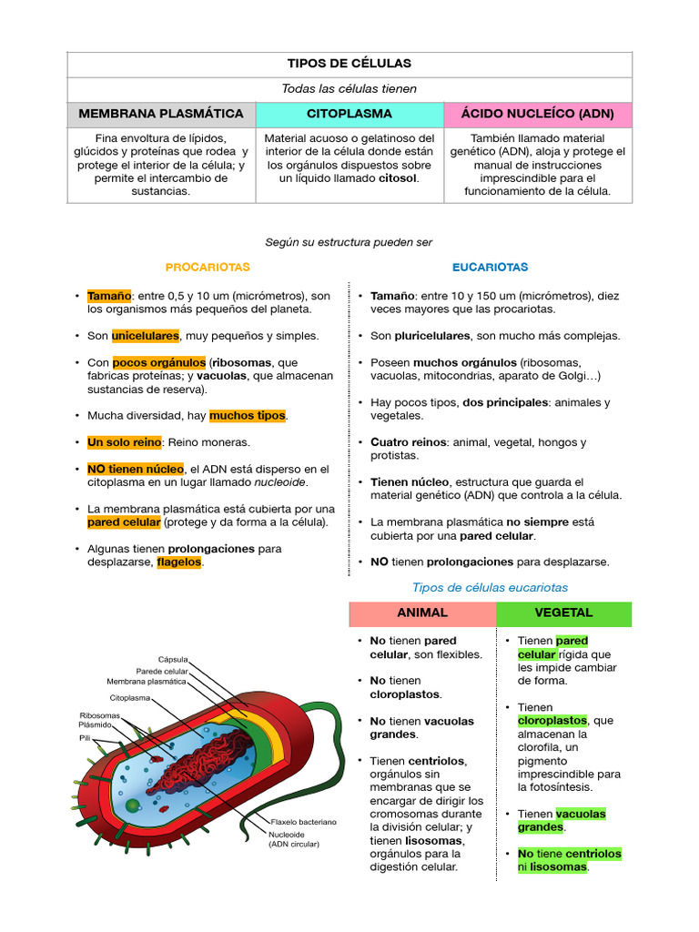 Tipos de Células: Procariotas y Eucariotas | PDF | Biología Celular ...