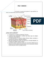 Guía Anato P2