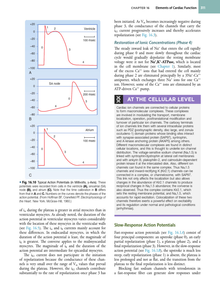 Cardiac Action Potentials Explained | PDF | Action Potential | Heart