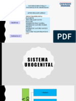 Diapositivas Sistema Urogenital