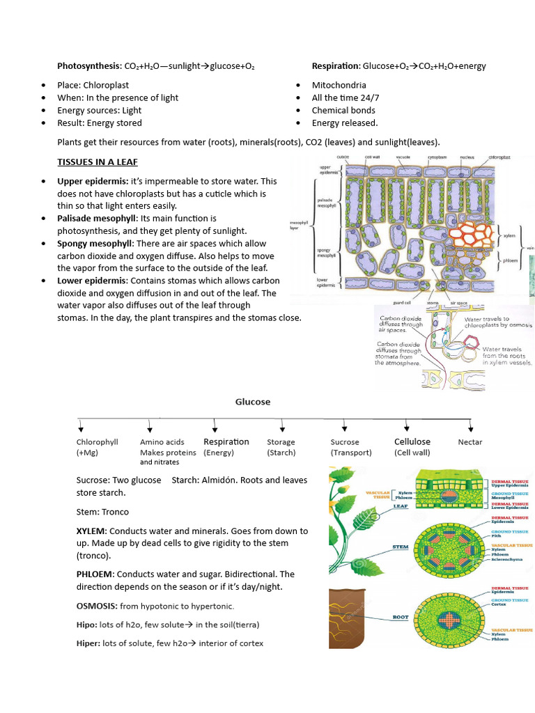 Role of Spongy Mesophyll in Photosynthesis | PDF | Leaf | Stoma