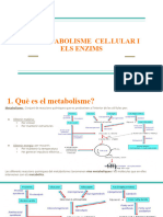 El Metabolisme Cel - Lular I Els Enzims2