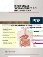 1.2.3 Proceso Digestivo