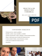 Curso-Taller Teórico-Práctico - Práctica de Disección Cerebral - Universidad Iberoaméricana