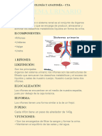 Sistema Urinario - Biología y Anatomía