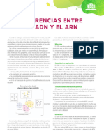 Diferencia Entre El ADN y El ARN - Introducción A La Genética