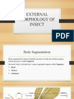 2 External Morphology of Insect