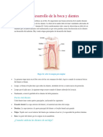 Anatomía y Desarrollo de La Boca y Dientes: Partes Del Diente