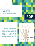 Anatomía Musculoesqueletica de Muñeca