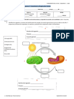 Fotosintesis y Respiracion