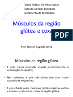 Músculos Da Região Glútea e Coxa