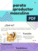 Aparato Reproductor Masculino