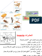 الحشرات Insecta