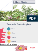 Plants (G3) New