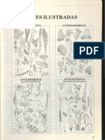Claves Ilustradas de La Flora Del País Vasco (Helechos, Gimnospermas y Familias de Angiospermas)