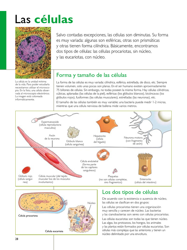 Tipos y formas de células eucariotas | PDF | Biología Celular) | Citoplasma