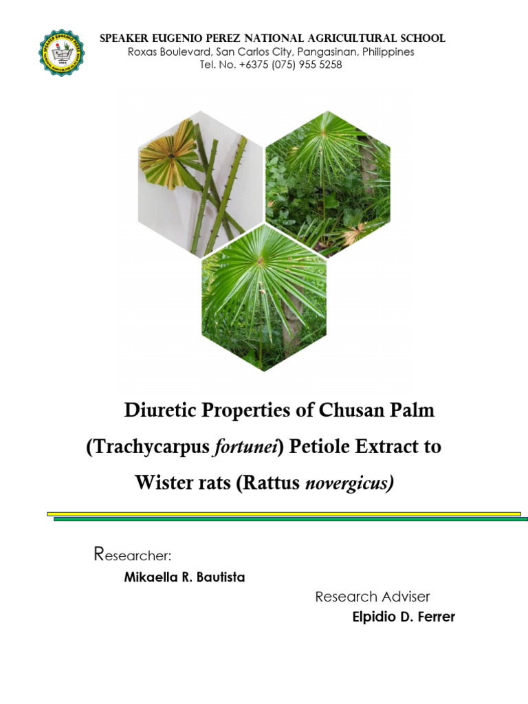 Diuretic Properties of Chusan Palm (Trachycarpus Wister Rats (Rattus ...
