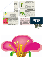 Benang Sari (Androecium) Tangkai Bunga (Pedicellus) : 1. Organ Reproduksi Tanaman