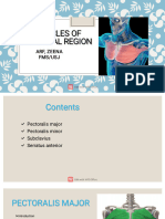 02.muscles of Pectoral Girdle and More