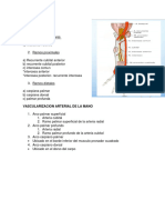 Arteria Cubital