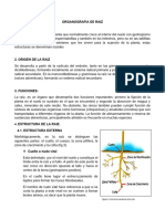 Organografia de Raiz