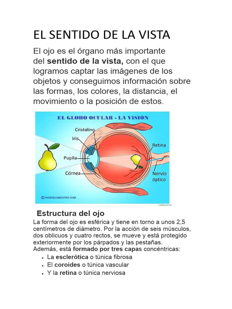 La Vista | PDF | Ojo humano | Percepción visual