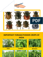 Forage Pest and Management